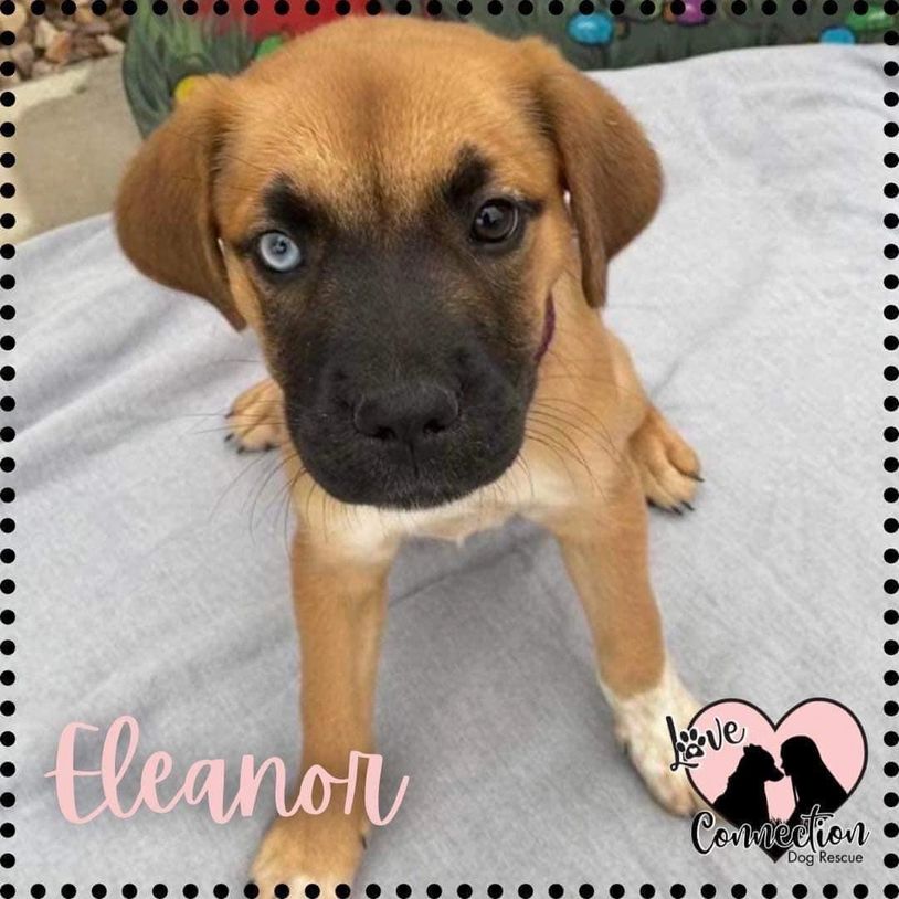 Eleanor, a cute puppy with one blue eye and one brown eye, looking up adorably.