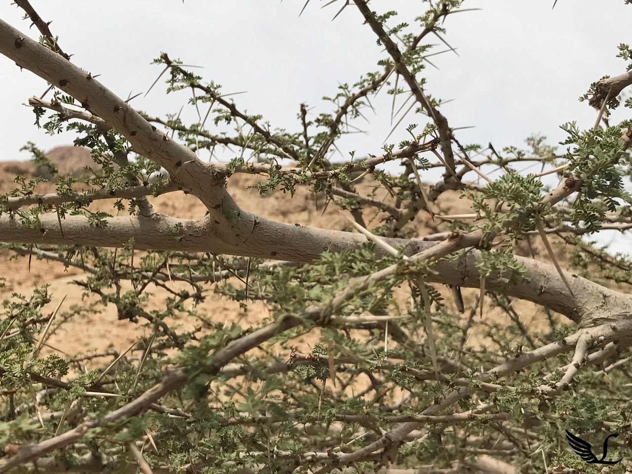 The Lord Who Heals You John 4 43 54