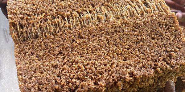 A person holding a piece of honeycomb with beeswax and honey.