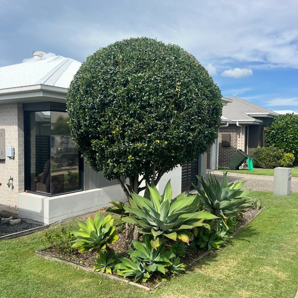 A neatly trimmed round bush in front of a house.