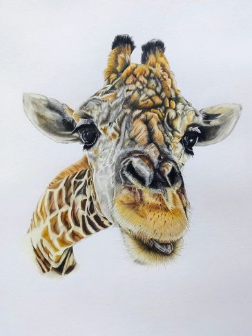 Dibujo realista de una jirafa.