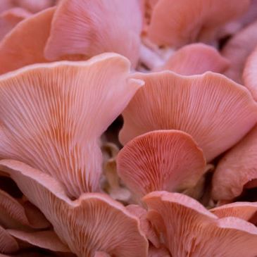 Emerald Mushroom Farm in Virginia fresh, locally grown Pink Oyster Mushrooms
