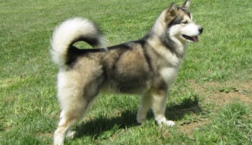 are malamutes as vocal as huskies