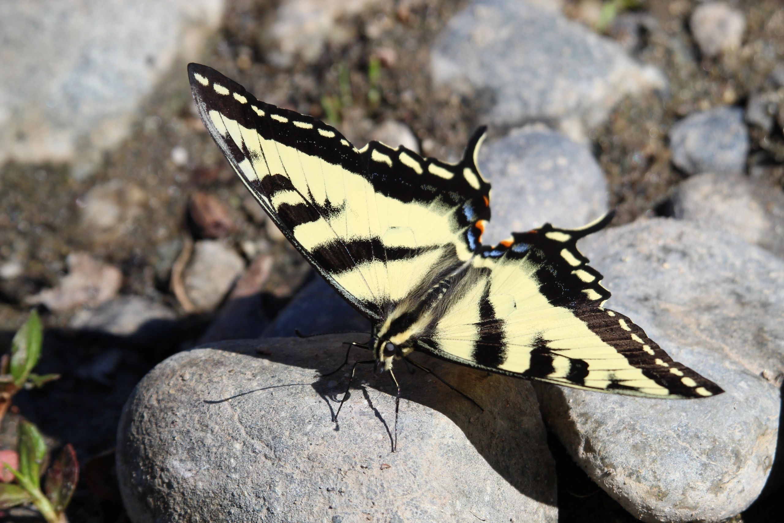 Healing Energy And Certification Reiki