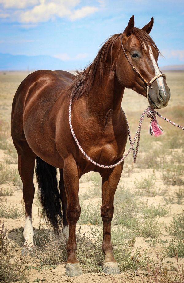 A chestnut horse with a white blaze stands in a dry, open field.
