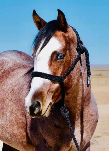 Close-up of a brown horse with a braided mane and blue eyes in a desert setting.