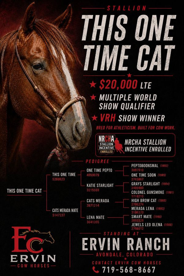 Profile of stallion This One Time Cat with pedigree and achievements.