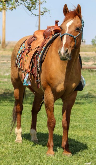 Chestnut horse with a saddle standing on grass.