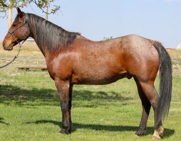 A brown horse standing on green grass in a sunny field.