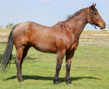 A brown horse with a halter standing on grass.