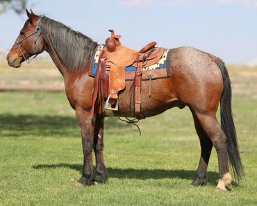 A brown horse with a saddle standing on grass.