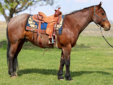 A brown horse with a saddle standing on grass.