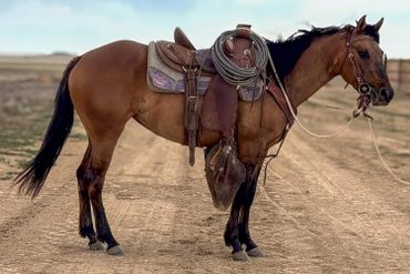 A saddled brown horse standing on a dirt road with a clear sky.