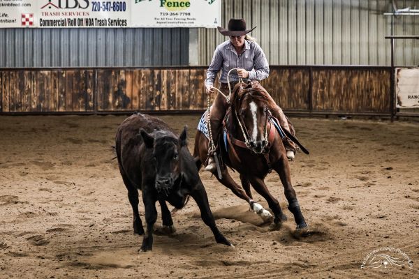 Cowboy on horseback herding a black cow indoors.