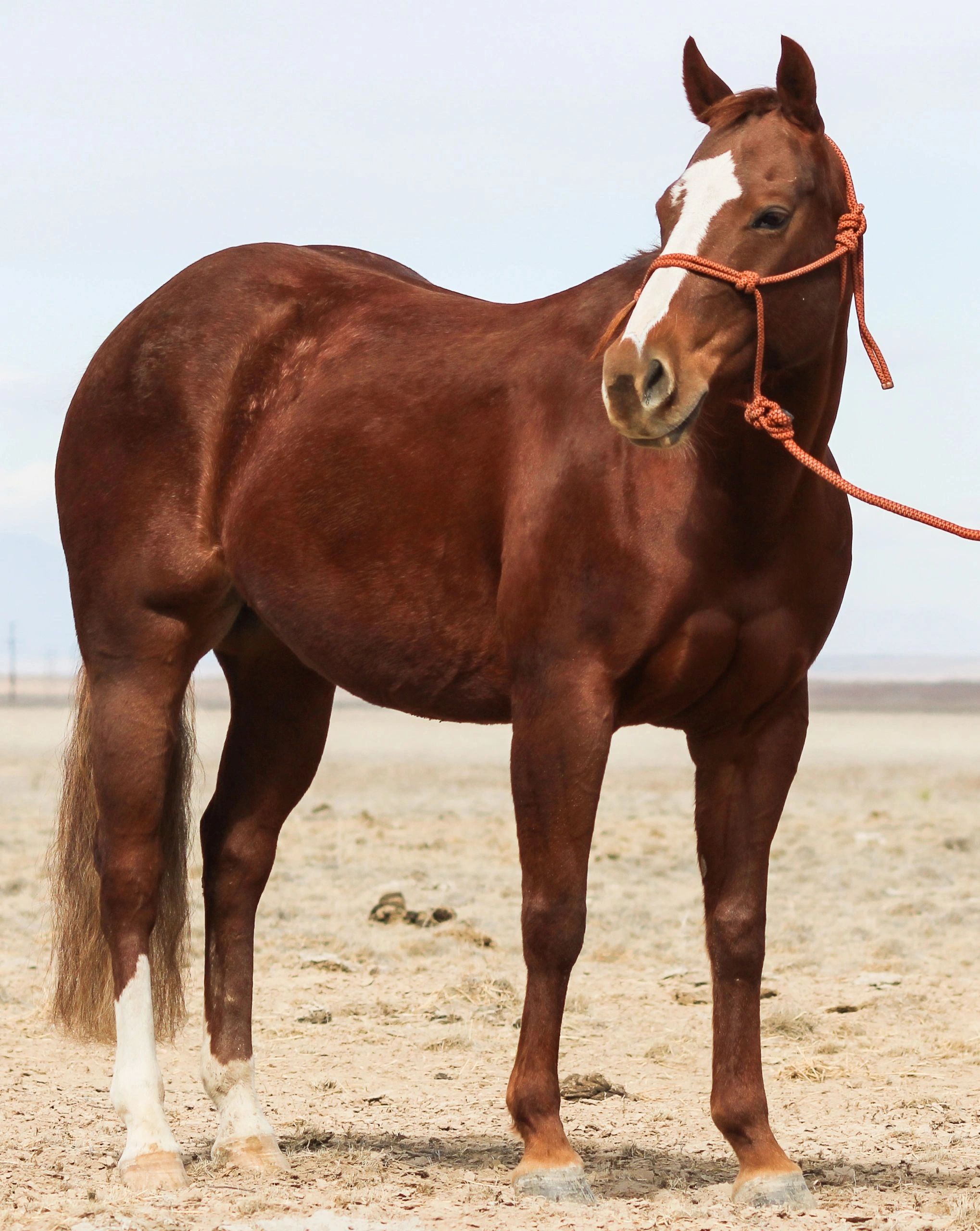 Brown horse with white markings and orange rope halter.