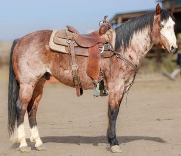 A brown and white horse with a saddle standing on dirt ground.