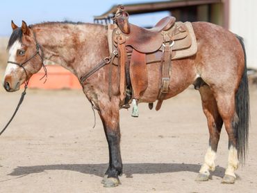 A brown and white horse wearing a saddle and bridle.