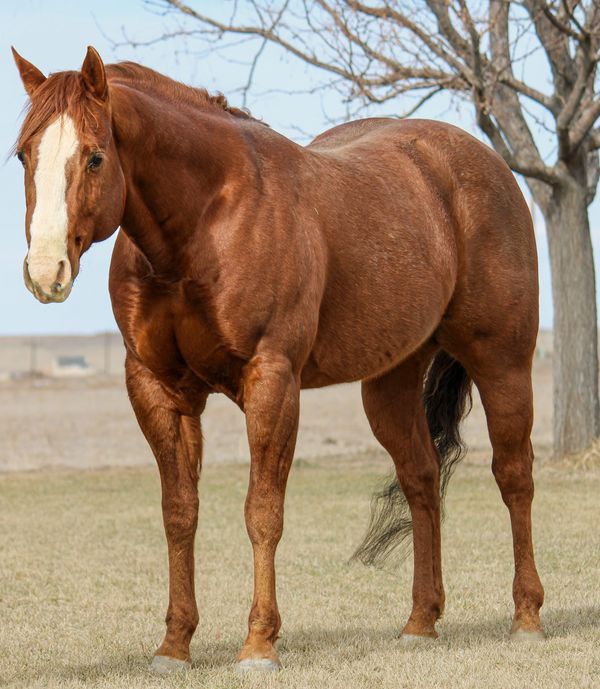 A muscular chestnut horse standing in a field with bare trees in the background.