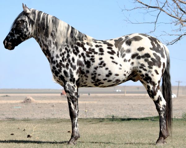 A black and white spotted horse standing on grass in an open field.