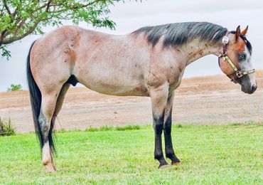 A light brown horse standing on grass with a tree in the background.