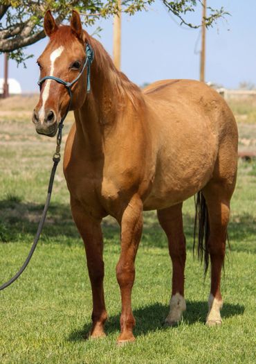 Brown horse standing on grass with a halter under a tree.