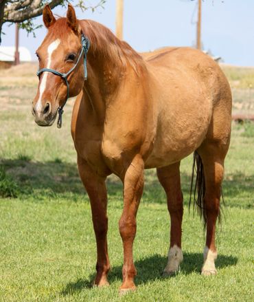 A brown horse with a white stripe on its face standing on grass.