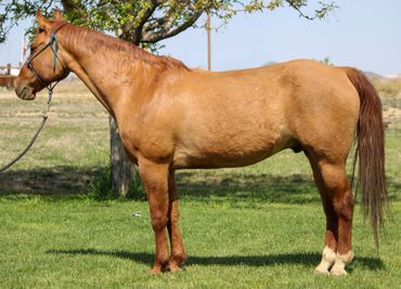 A brown horse standing on green grass with a tree in the background.