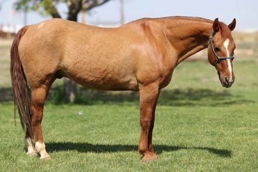 A brown horse with a white blaze stands on green grass.