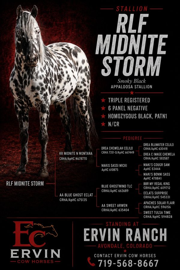 Spotted Appaloosa stallion RLF Midnite Storm with pedigree details.