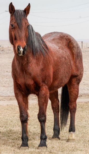 A brown horse standing on a dry grassy field.