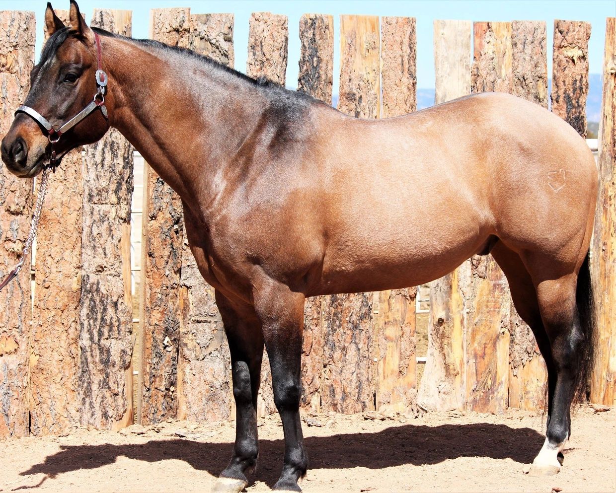 Side view of a bay horse standing on dirt ground.