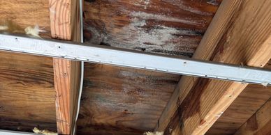 Mold discovered by Elevation Restoration  