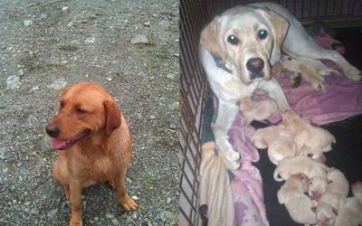 Alberni Dog Kennel and Daycare