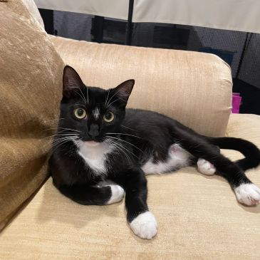 Black and white cat lounging on a beige couch.