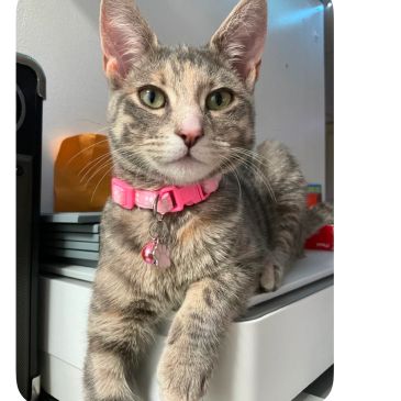 Gray tabby cat with pink collar and bell.