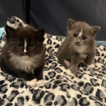 Two adorable kittens sitting on a leopard print blanket.