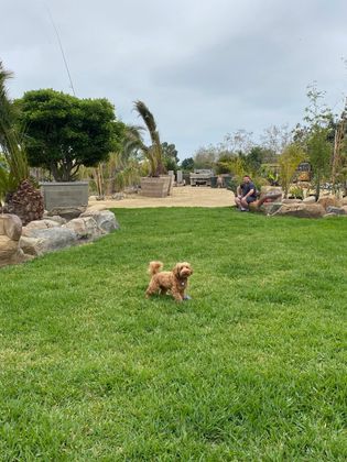 A dog running across the green at Dee Dog Park