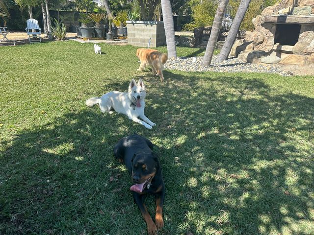 Dogs playing at Dee Dog Park in San Juan Capistrano