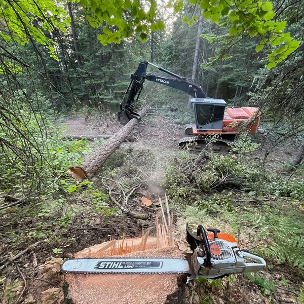 Timber Falling