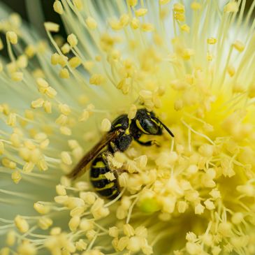Bee collecting pollen on a yellow flower.