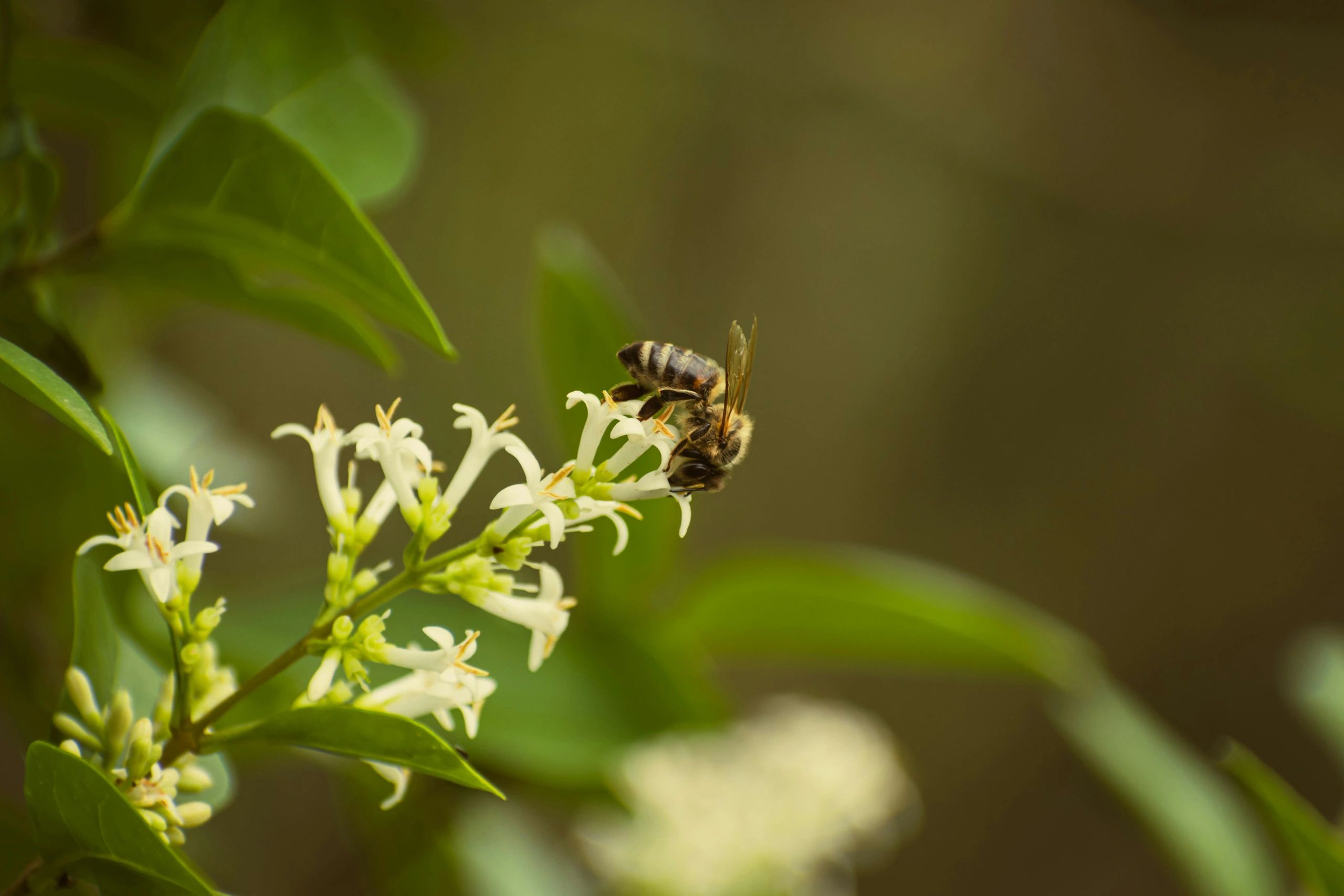 Bee on a flower