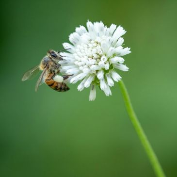 Bee collecting nectar from a white flower.
