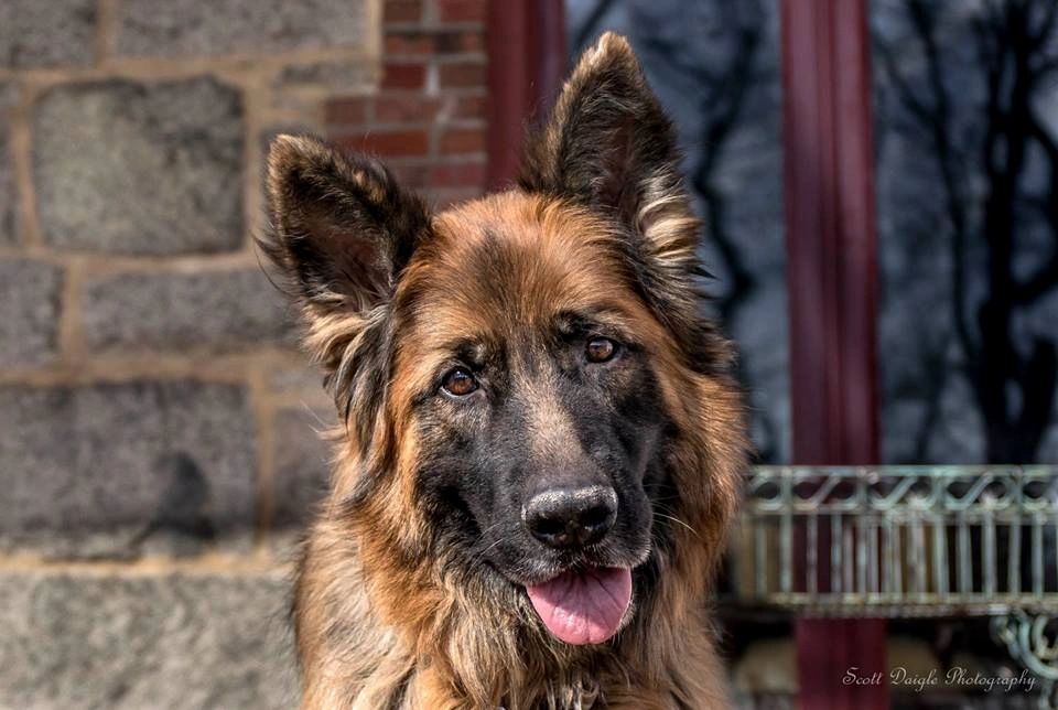 are german shepherds good in apartments