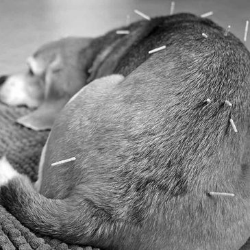 Dog receiving acupuncture treatment lying down.