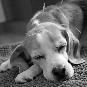 Dog relaxing with acupuncture needles.