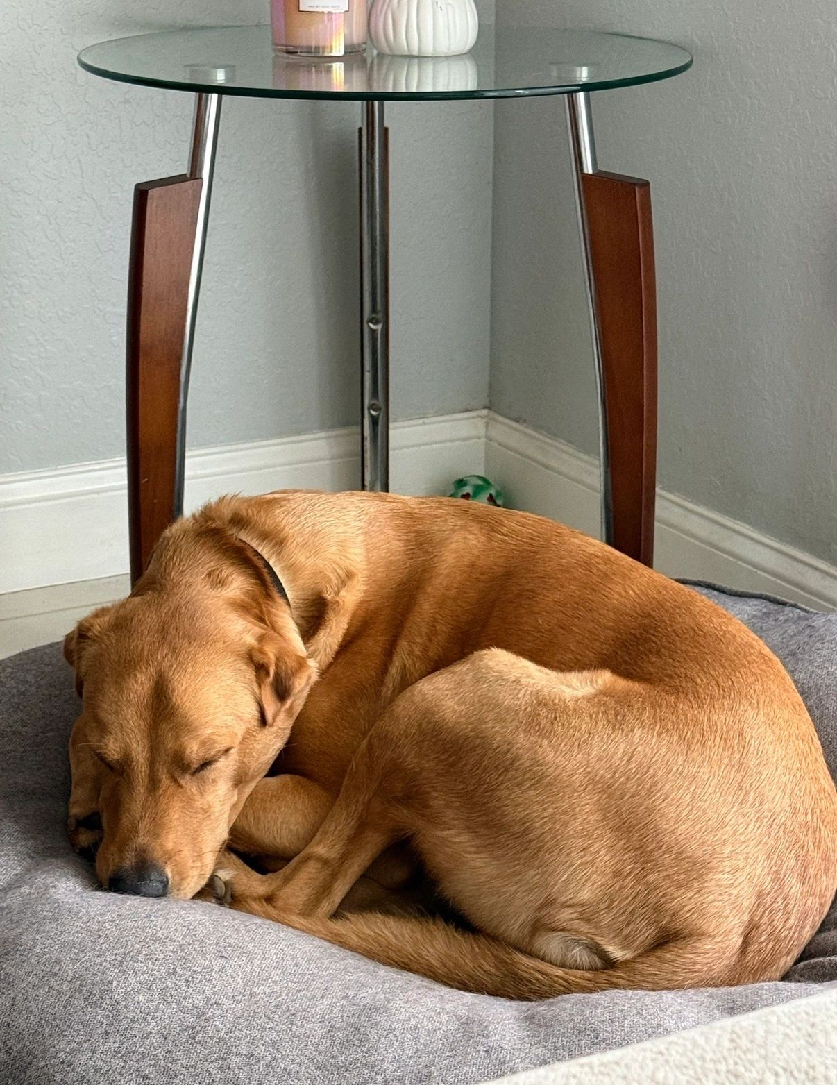 Luna- Saved from the streets in Puerto Rico to living her best life here in Boynton Beach, FL