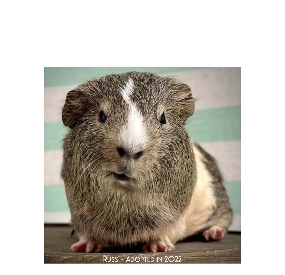 Guinea Pig Adoption