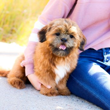 Fluffy brown puppy sitting next to a person in blue jeans and pink sweater.