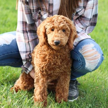 Teddy bear puppies, puppies for sale, Shih poo puppies, Shihpoo puppies for sale, Shih Poo Breeder