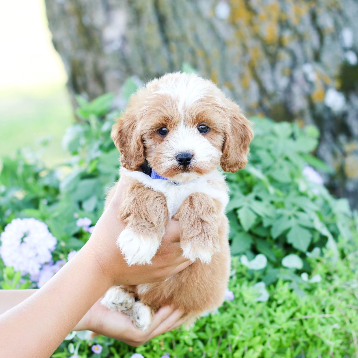 Shihpoo, Shih poo puppies, Shih poo puppies for sale, Shih tzu poodle, Shih Poo Breeder, Shih poo 